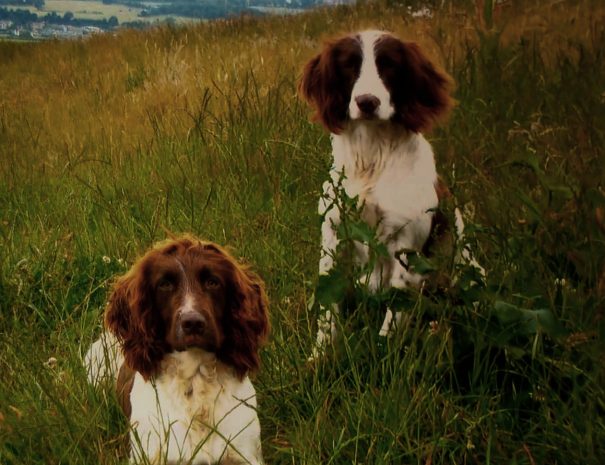 Toby and Lily in a field