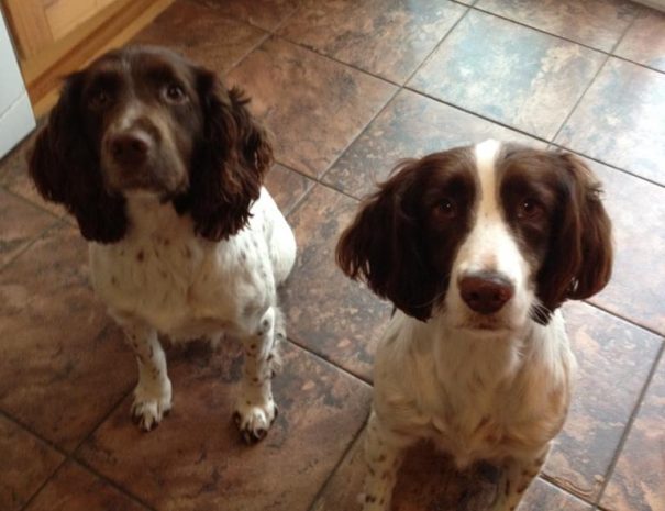 Lily and Toby Kitchen
